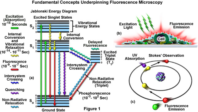 Oil Fluorescence Chart