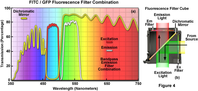 Fluorescent Spectrum Chart