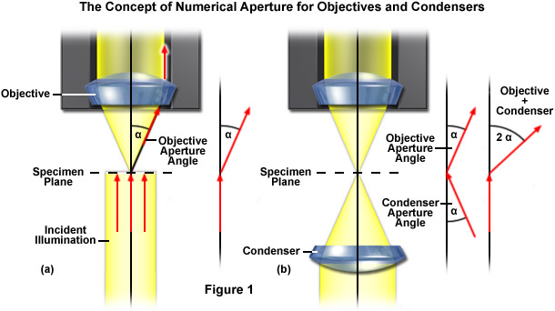 Numerical Aperture Angle Calculator