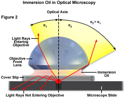 What is the function of an oil immersion objective?