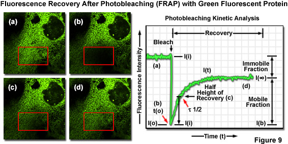 Fluorescence Recovery After Photobleaching