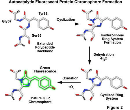 Gfp Chromophore