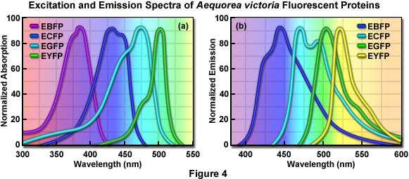 Gfp Emission