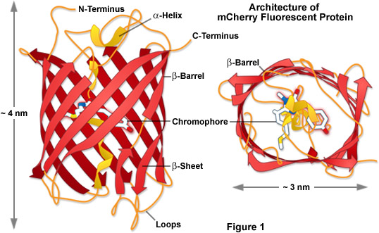 free characteristic based