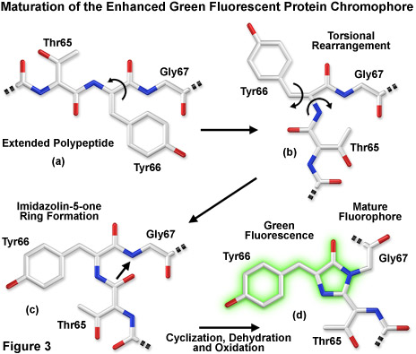 Levels Of Protein Structure. fluorescent protein (EGFP)