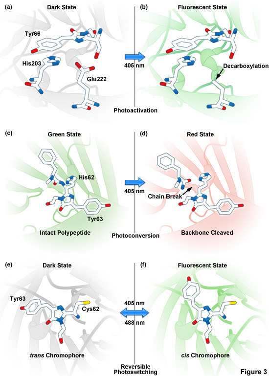 photoactivatable gfp