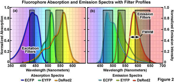 Zeiss Microscopy Online Campus Introduction To Spectral Imaging