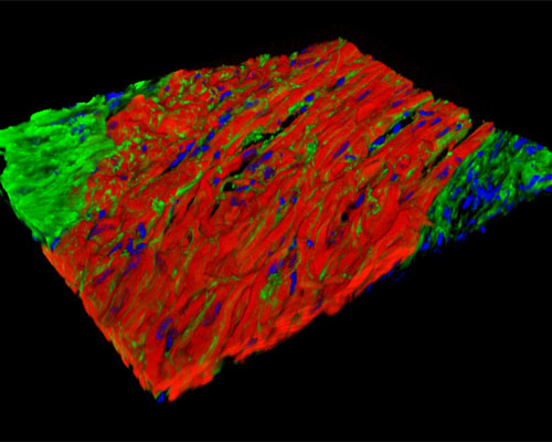 Mouse Vas Deferens Tissue