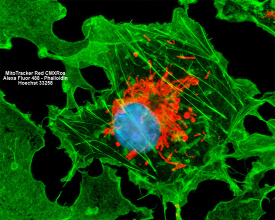 ZEISS Microscopy Online Campus | Fluorescence Image Gallery