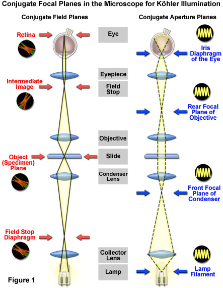 ZEISS Microscopy Online Campus Microscopy Basics Kohler Illumination