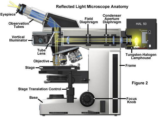 Truyền ánh sáng của kính hiển vi huỳnh quang