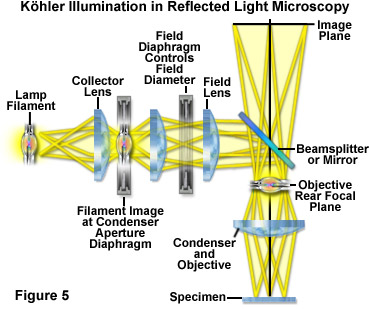 shore High exposure Prophet ZEISS Microscopy Online Campus | Microscopy Basics | Reflected Light  Microscopy