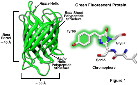 The cross β-sheet structure. In each sheet, the β-strands (green and