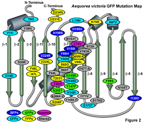 Choosing a Fluorescent Protein: 6 Critical Considerations