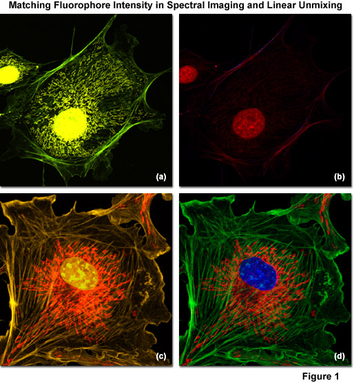 Fluorescence Microscopy Errors