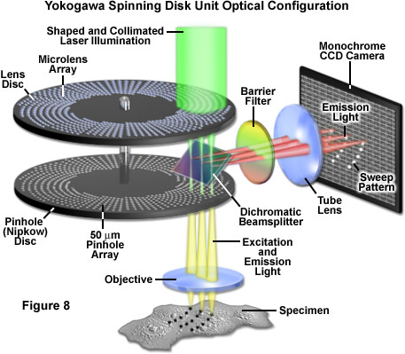 ZEISS Microscopy Online Campus | Introduction to Spinning Disk Microscopy