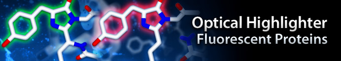 Optical Highlighter Fluorescent Proteins