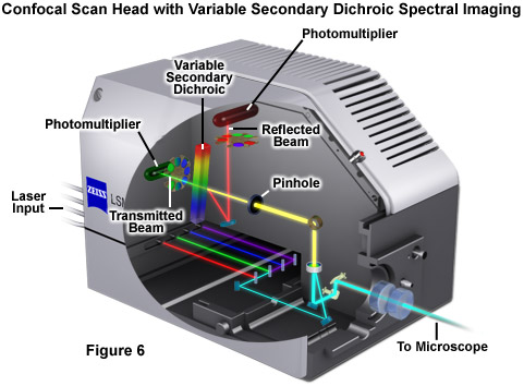 zeiss confocal microscopy