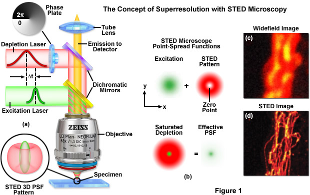 Figure 3 from Stimulated Emission Depletion (STED) Microscopy: from Theory  to Practice